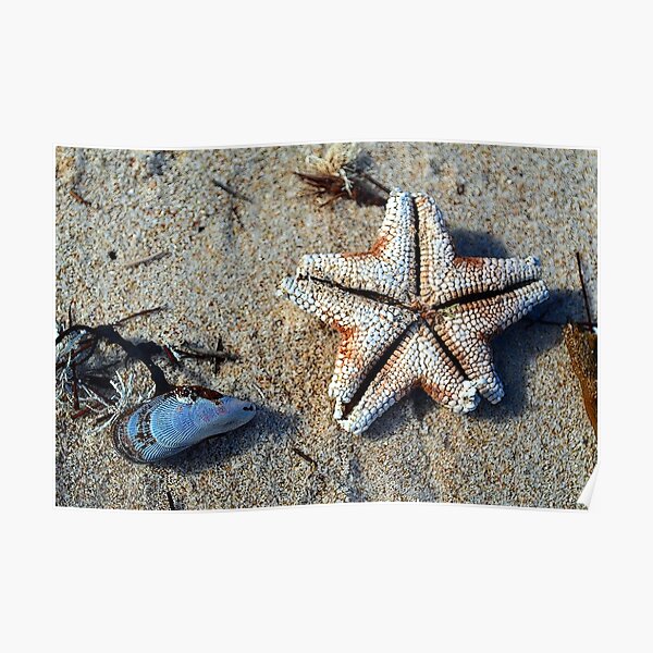 Carrickalinga Starfish Poster