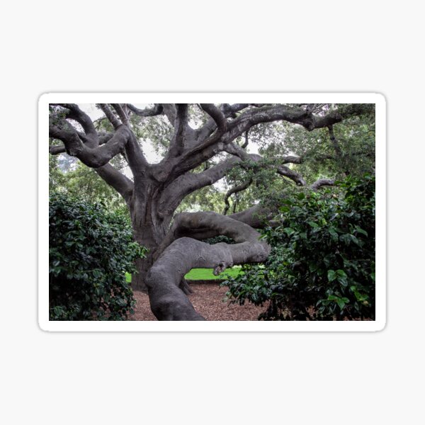 Item preview, Nature's Twists and Turns  designed and sold by heatherfriedman.