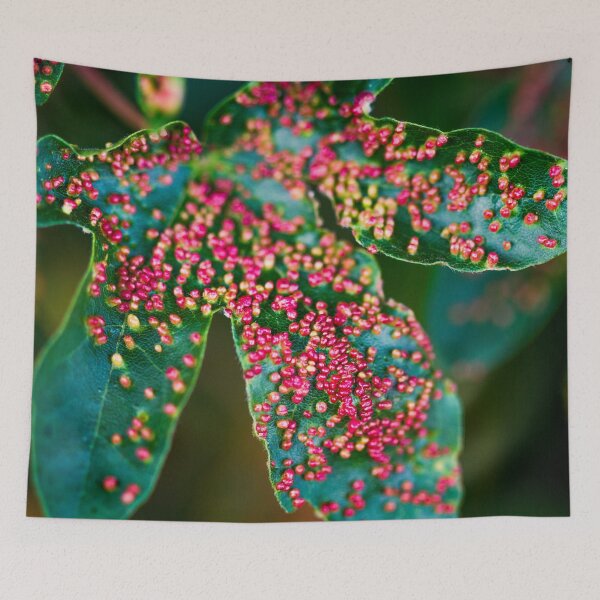 Item preview, Maple bladder galls  designed and sold by FOLK ART FUSION.