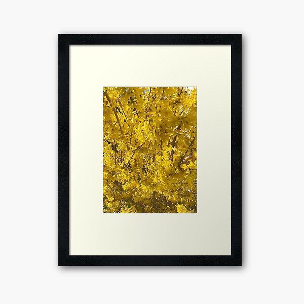Item preview, Forsythia Closeup designed and sold by Amanda1775.