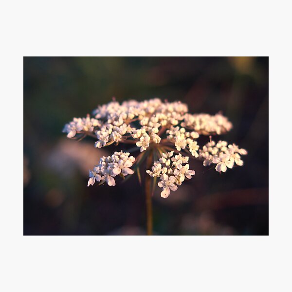 Item preview, queen anne's lace close-up designed and sold by humblebees3.