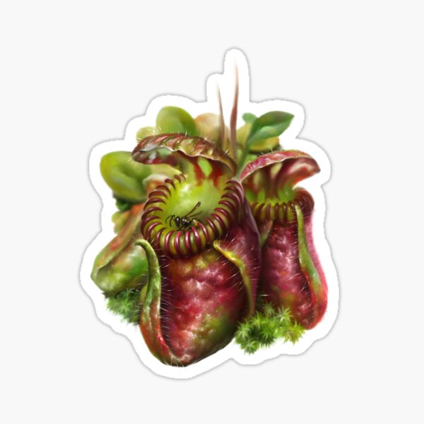 Item preview, Cephalotus follicularis. Plant detail with a trapped insect designed and sold by Ldarro.