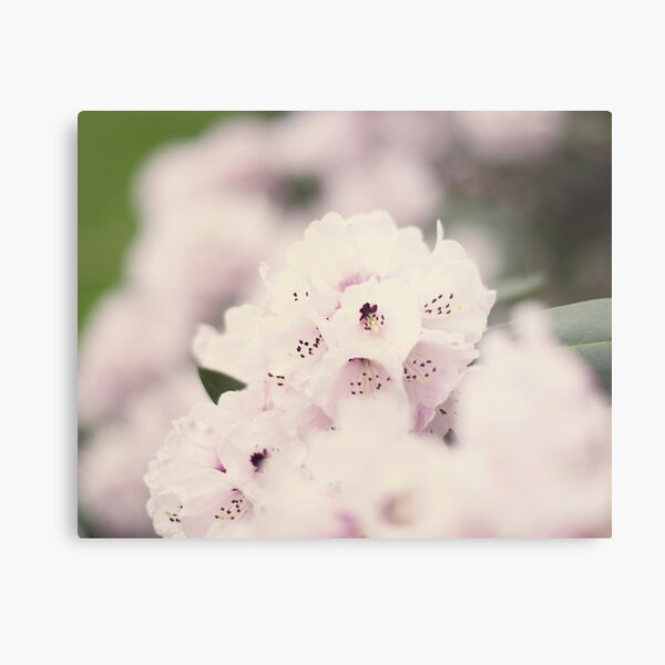Pink spring flowers Metal Print