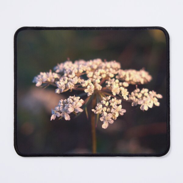 Item preview, queen anne's lace close-up designed and sold by humblebees3.