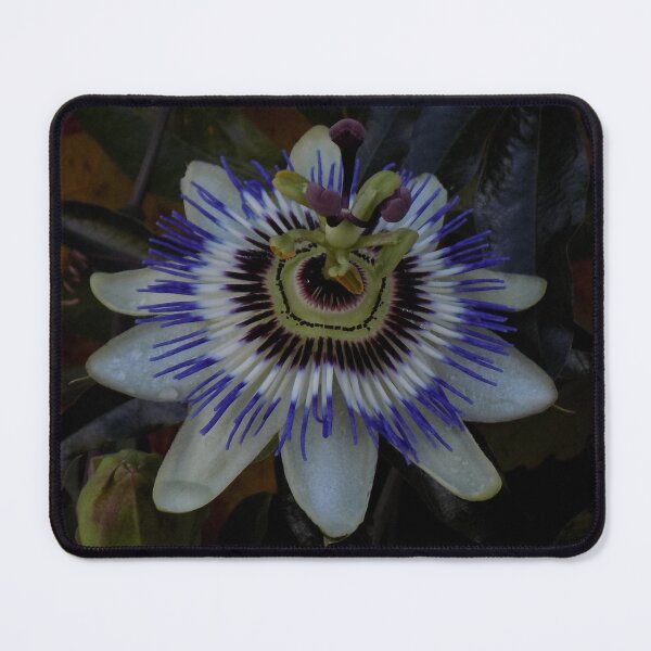 Item preview, Passionflower designed and sold by humblebees3.