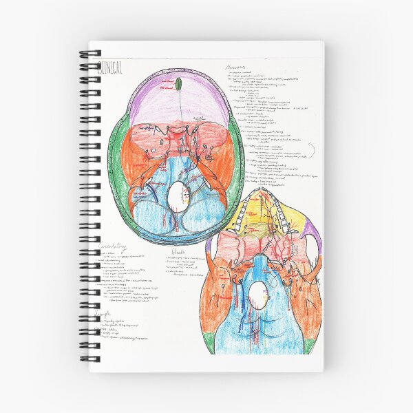 Item preview, Interior and Posterior Head Anatomy designed and sold by dr-duncan.