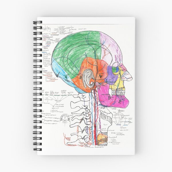 Item preview, Circulatory Anatomy of the Head Lateral View designed and sold by dr-duncan.