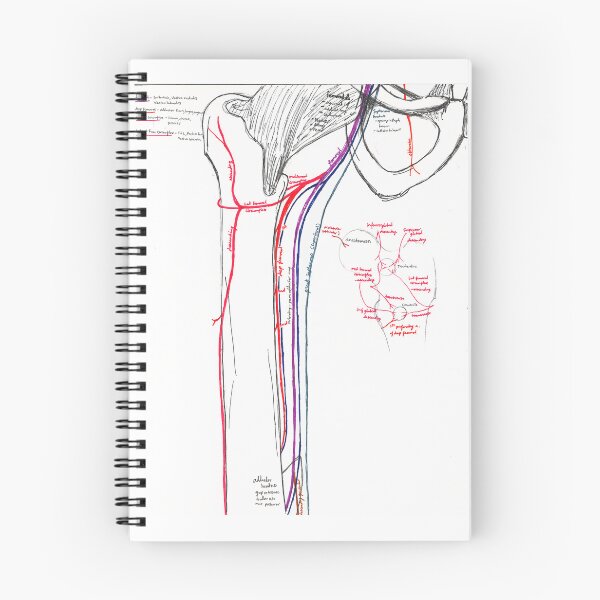 Item preview, Lower Limb Blood Supply (pt. 2) designed and sold by dr-duncan.
