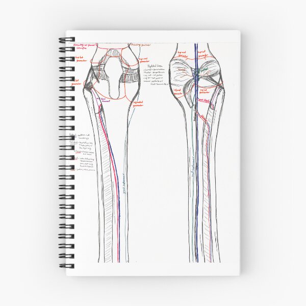 Item preview, Blood Supply of the Lower Limb (pt. 3) designed and sold by dr-duncan.