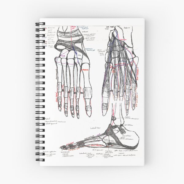 Item preview, Lower Limb Blood Supply (pt. 4) designed and sold by dr-duncan.