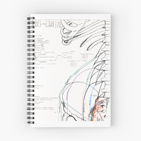 Item preview, Lower Limb Innervation (pt. 1 Hip) designed and sold by dr-duncan.