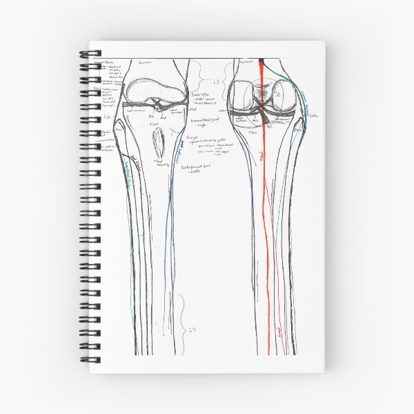 Item preview, Lower Limb Innervation (pt. 3 Knee) designed and sold by dr-duncan.