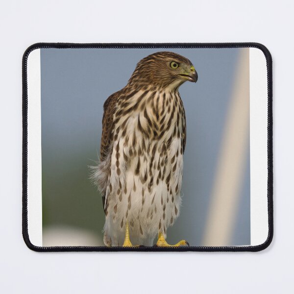 Item preview, Young Coopers Hawk designed and sold by Cblifeisgood.