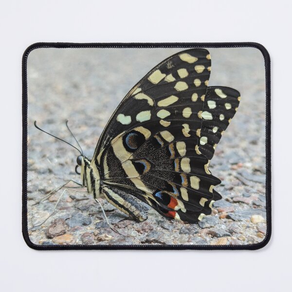 Item preview, citrus swallowtail designed and sold by otterguppy.