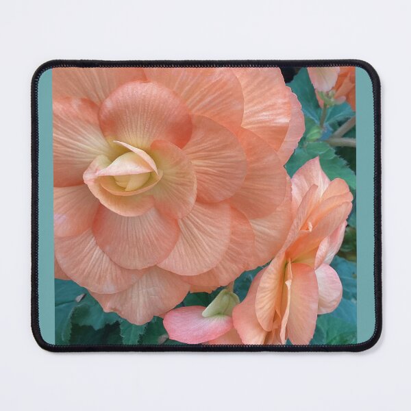 Item preview, large and small apriot begonia designed and sold by Pauline  Whitburn.