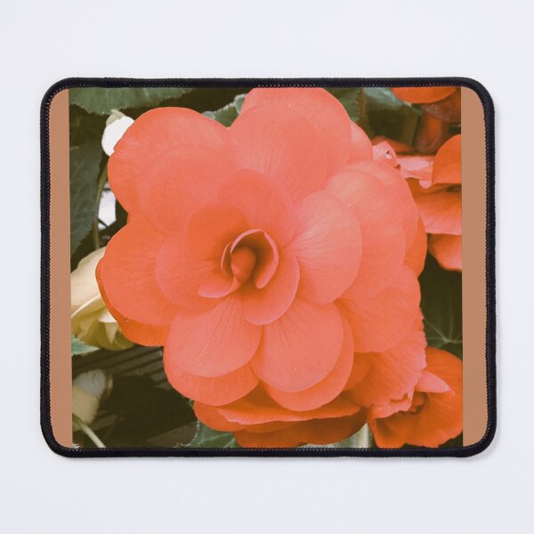 Item preview, large bright apriot begonia designed and sold by Pauline  Whitburn.