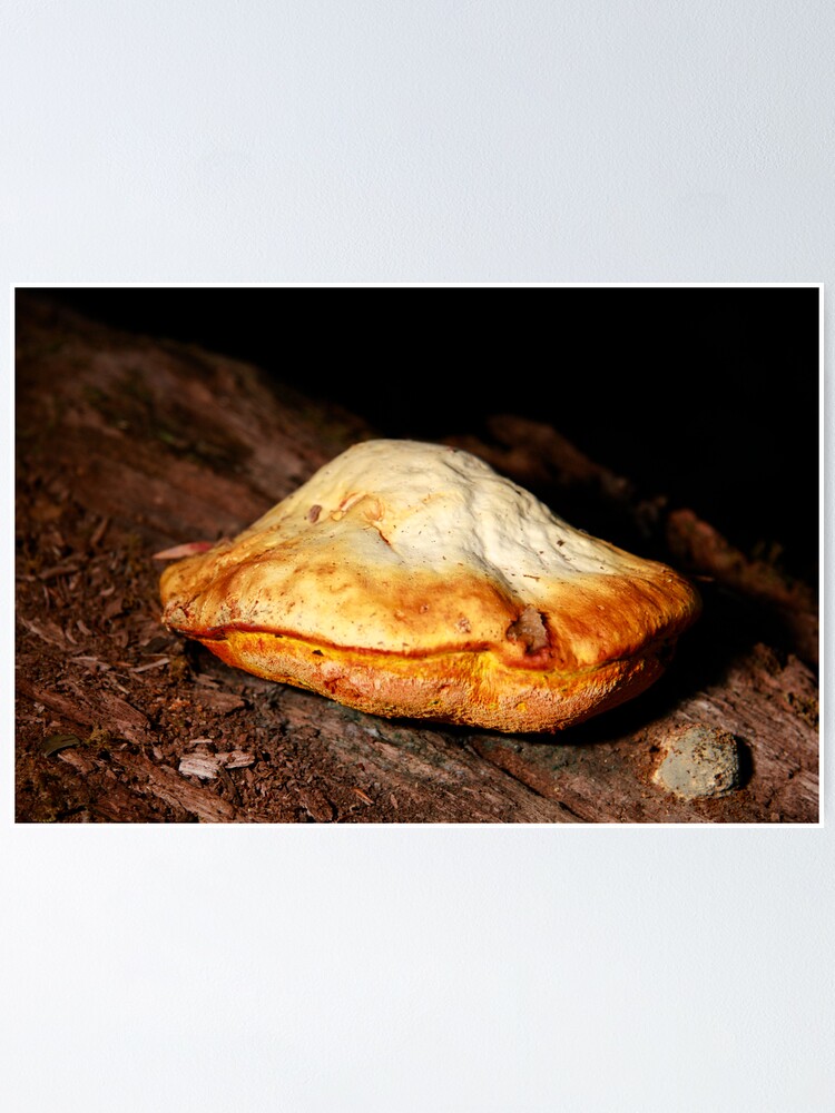Alternate view of Chicken of the woods Poster