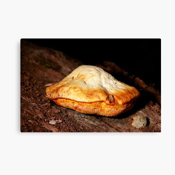 Chicken of the woods Canvas Print