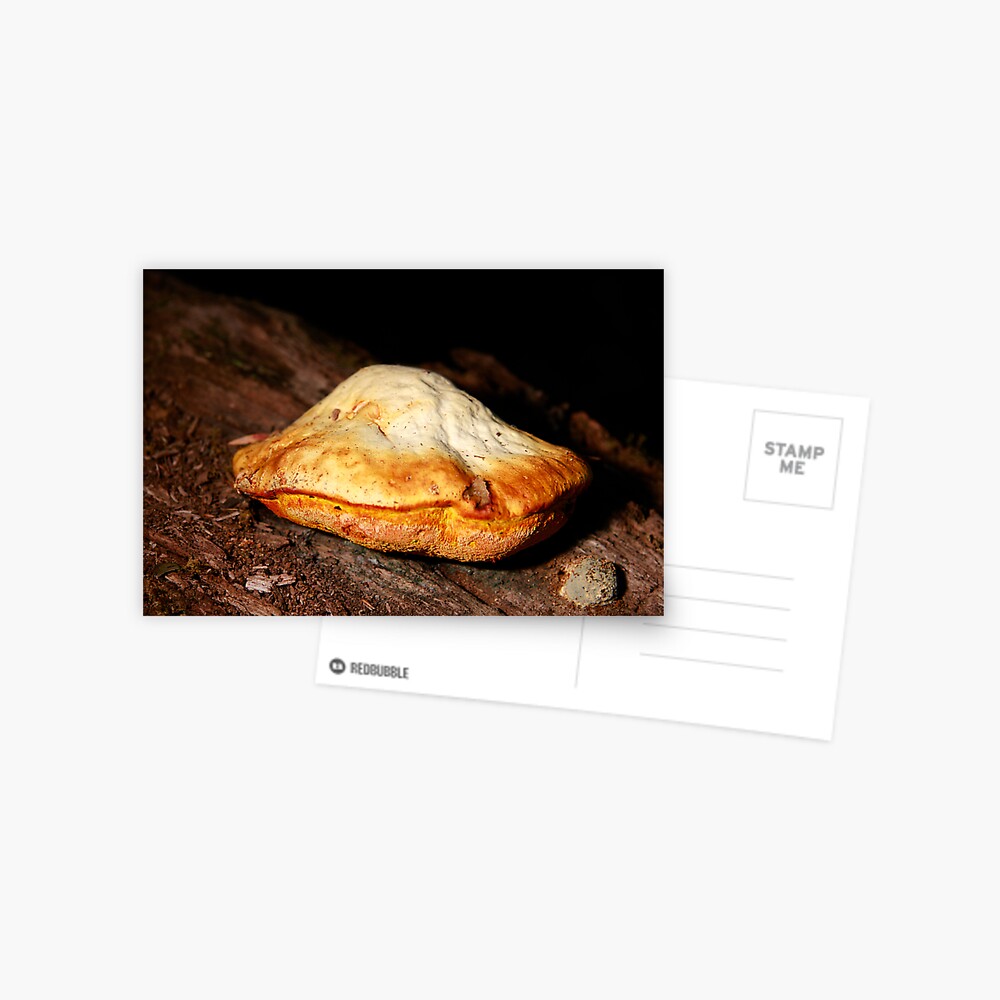 Chicken of the woods Postcard