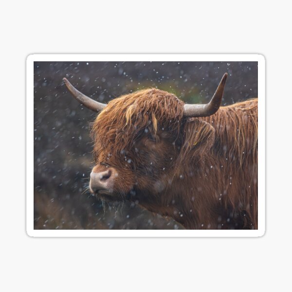 Moo Coo in the Rain Sticker