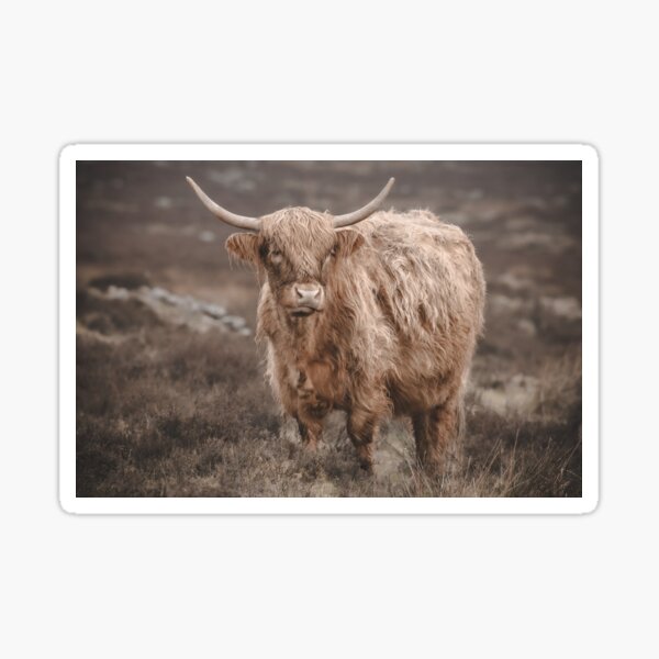 Emo Cow Sticker