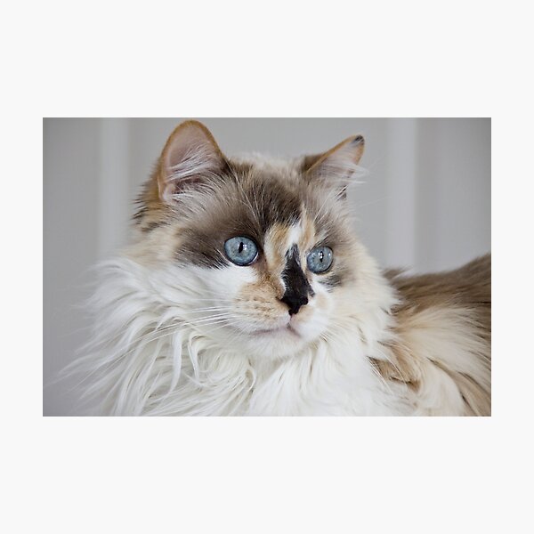 Blue-Eyed Mia Photographic Print