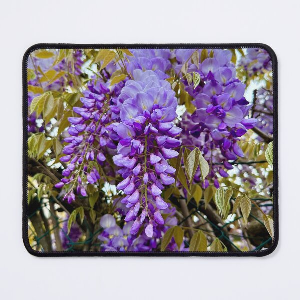 Item preview, Wisteria bunch designed and sold by BreeFarinaPhoto.