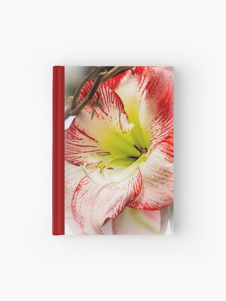 Cuaderno de tapa dura «Amarilis rojo y blanco» de MotherNature | Redbubble