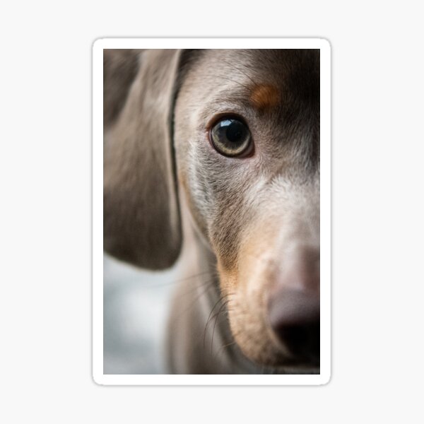 Up Close Puppy Sticker