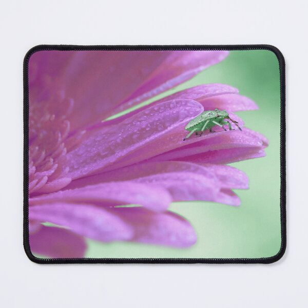 Item preview, Green Stinkbug on a purple Gerbera designed and sold by Elianne Turennout.
