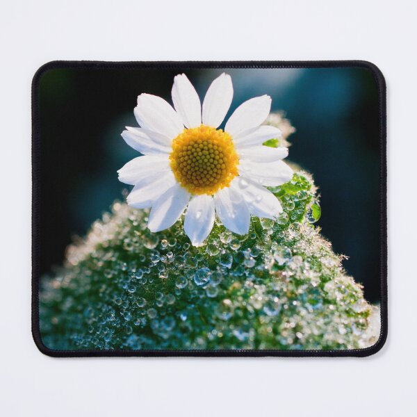 Item preview, Marguerite Flower designed and sold by Gabszab.