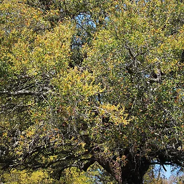 Artwork thumbnail, Colorful Tree In The Spring by Cynthia48