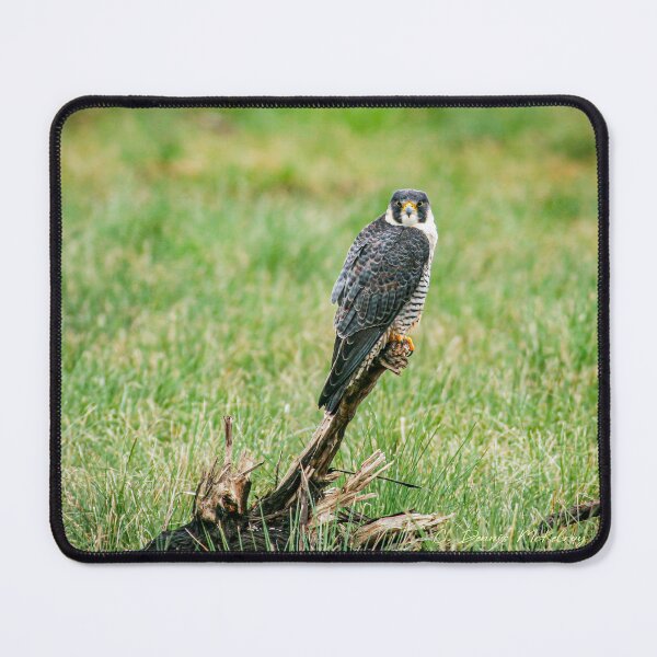 Item preview, Peregrine falcon designed and sold by Texas Enfocus Photography.