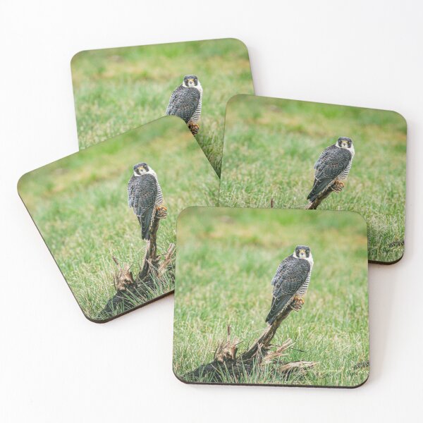 Item preview,  Peregrine falcon designed and sold by Texas Enfocus Photography.