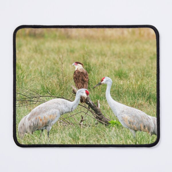 Item preview, Sandhill Cranes and eagle designed and sold by Texas Enfocus Photography.