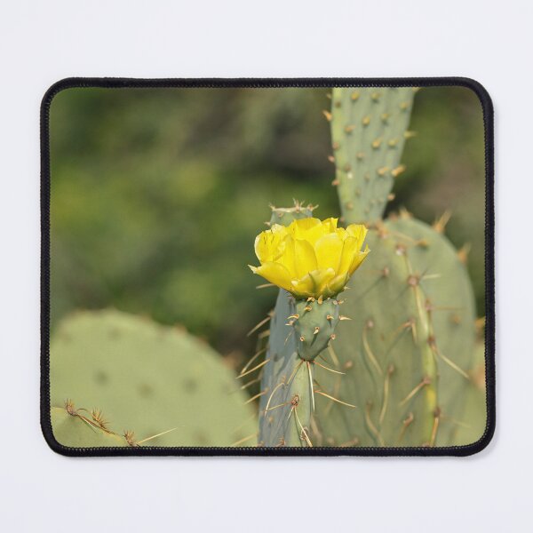 Item preview, Catus Bloom designed and sold by Texas Enfocus Photography.