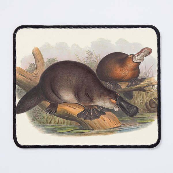 Item preview, Animals Of Australia The Duck Billed Platypus designed and sold by JoolyA.