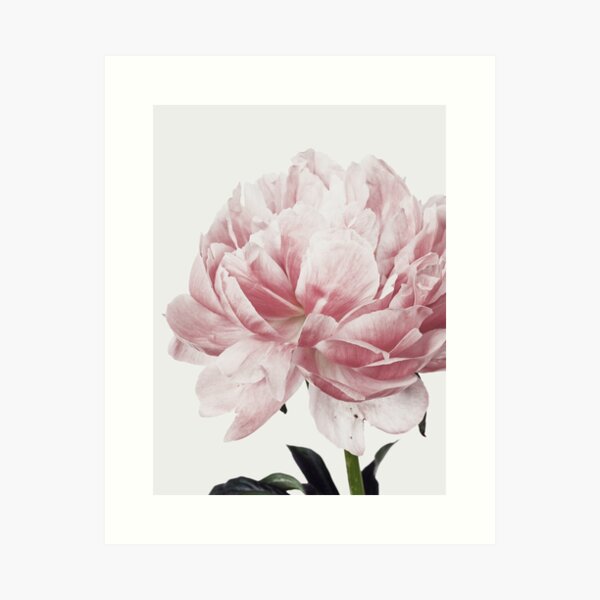 Flowers print, Scandinavian, Peony, Fashion print, Scandinavian art, Modern art, Wall art, Print, Minimalistic, Modern Art Print