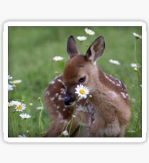 Gracie Flower Sticker