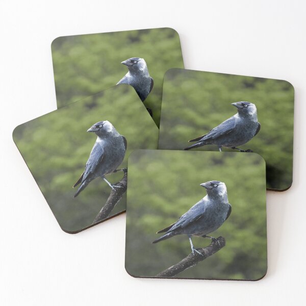 Item preview, Jackdaw designed and sold by Tom McPherson Photography.