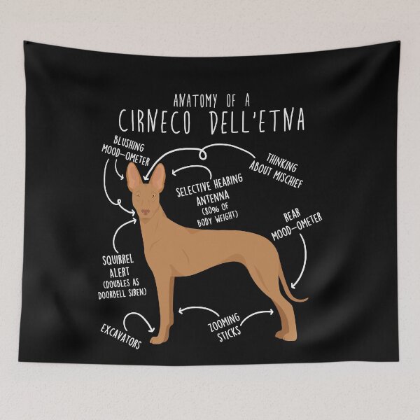 Item preview, Cirneco dell'Etna Dog Anatomy designed and sold by Clara Hollins.