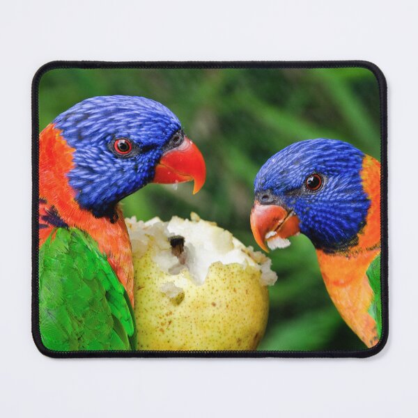Item preview, Australian Birds - The Rainbow Lorikeet - Photographic Print designed and sold by nickegglington.