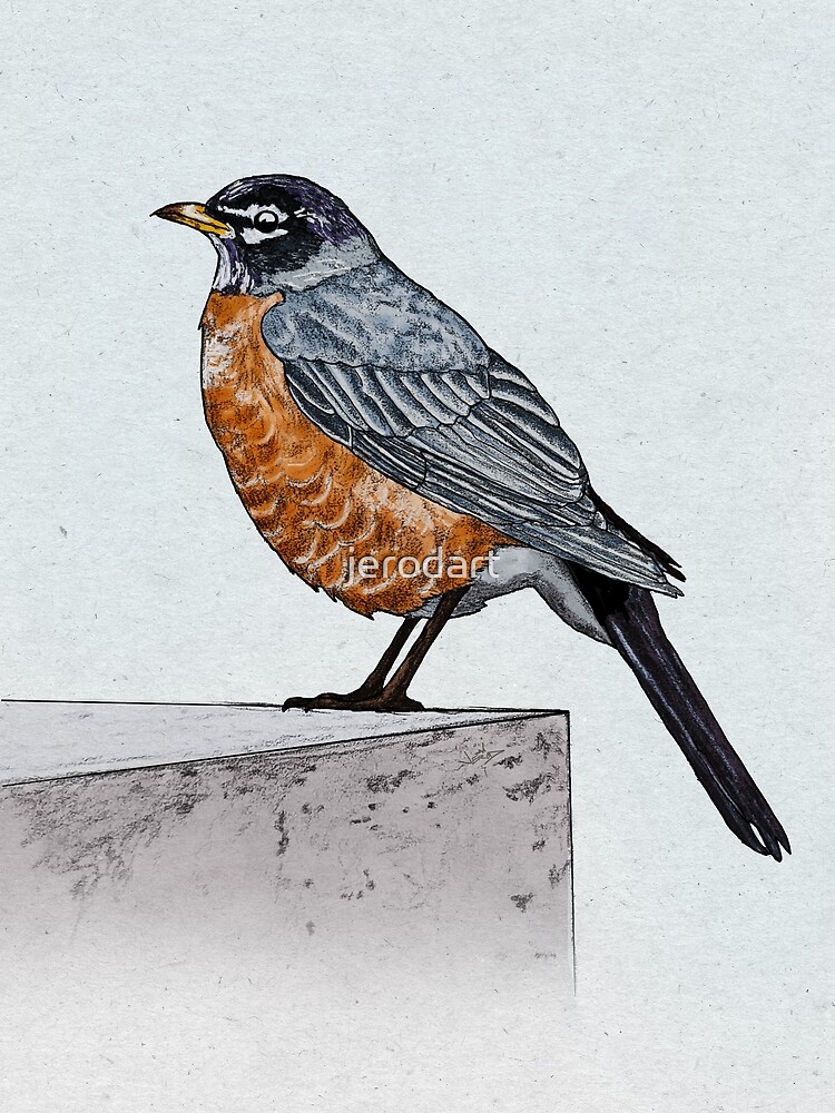 Robin by jerodart