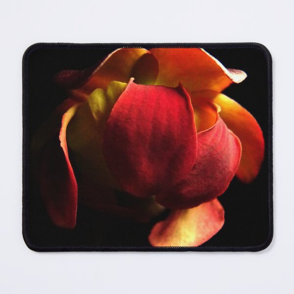 Item preview, Pitcher Plant Bloom (Sarracenia purpurea) designed and sold by Tippitiwichet.