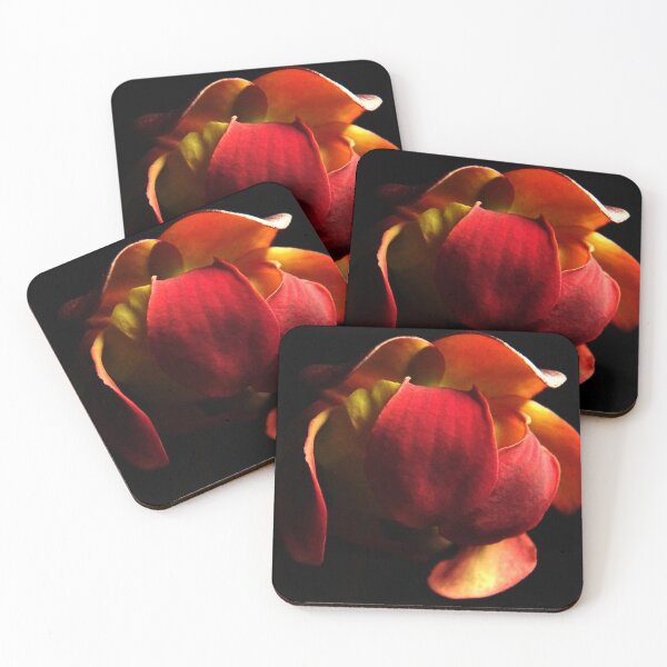 Item preview, Pitcher Plant Bloom (Sarracenia purpurea) designed and sold by Tippitiwichet.