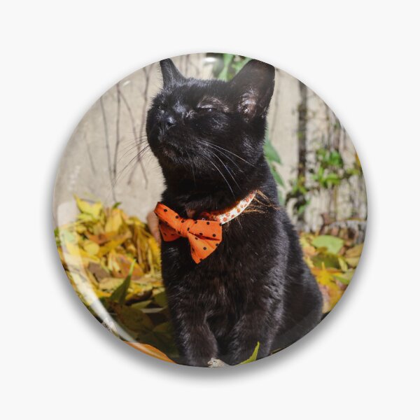 Aperçu de l'œuvre Chat noir d'Halloween avec des citrouilles créée et vendue par MailboxJim.