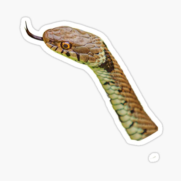 Item preview, Grass Snake tasting the air designed and sold by OwlOccasions.