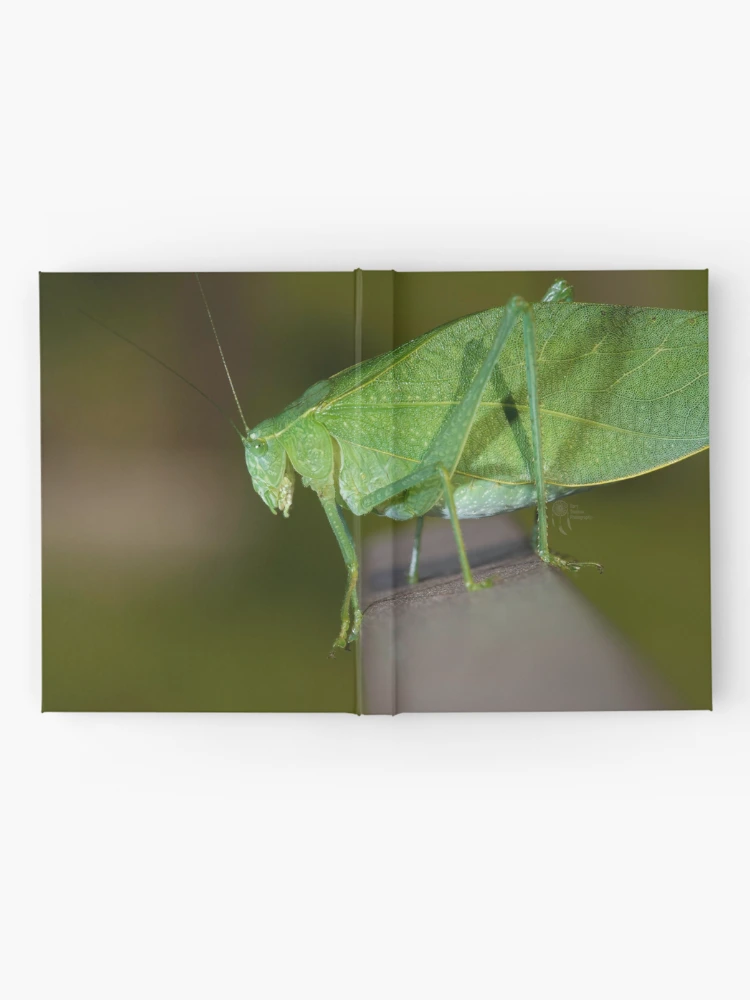 Thumbnail 2 of 3, Journal, Leaf bug designed and sold by RoryTrudeau.