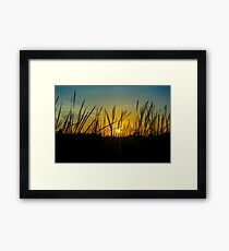 Swamp Grass Framed Print