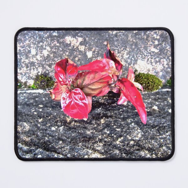 Item preview, Leaves growing on a bridge Derry designed and sold by Shulie1.